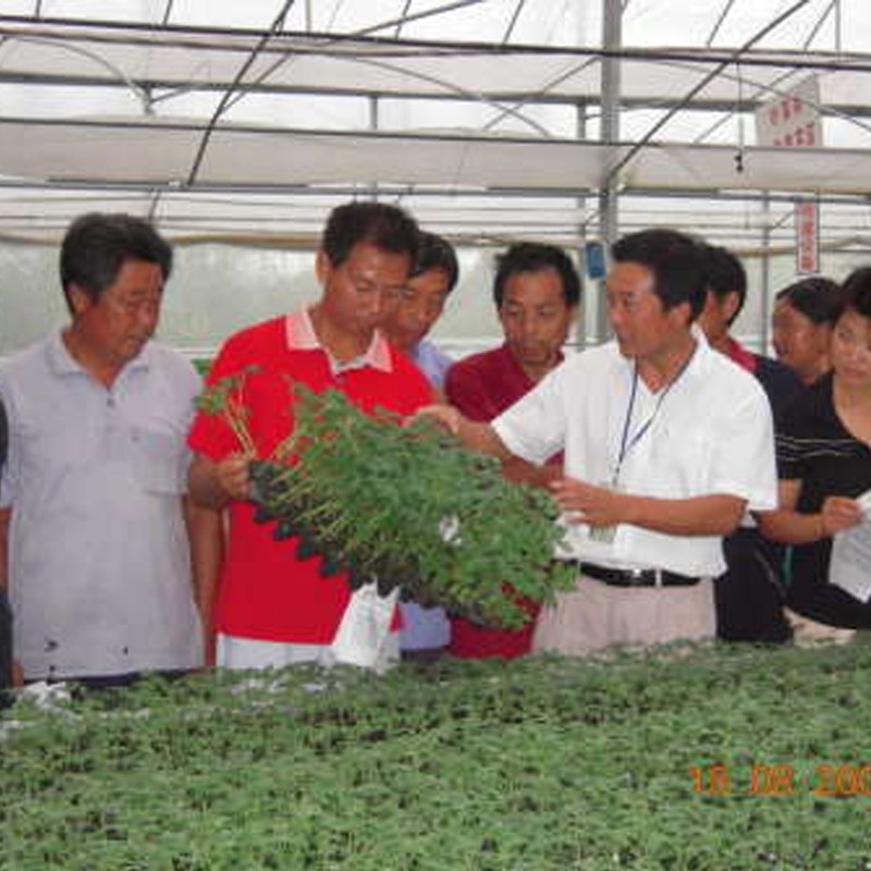 品种育苗盆栽蔬菜班